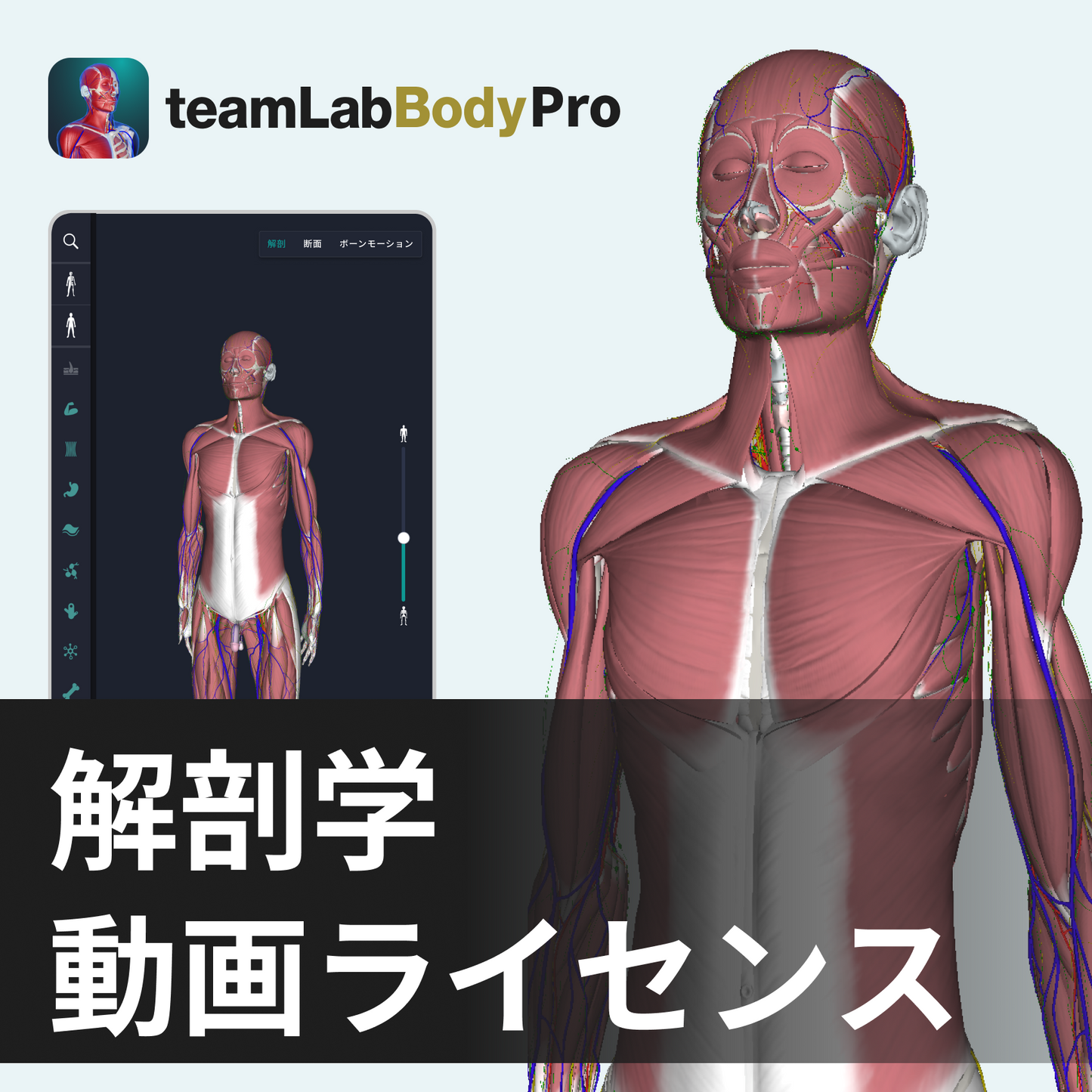 解剖学図-動画ライセンス